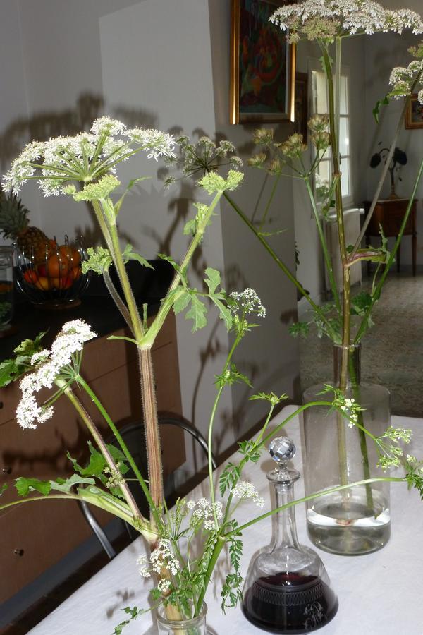 Le Petit Matin Bed & Breakfast บาเยอ ภายนอก รูปภาพ